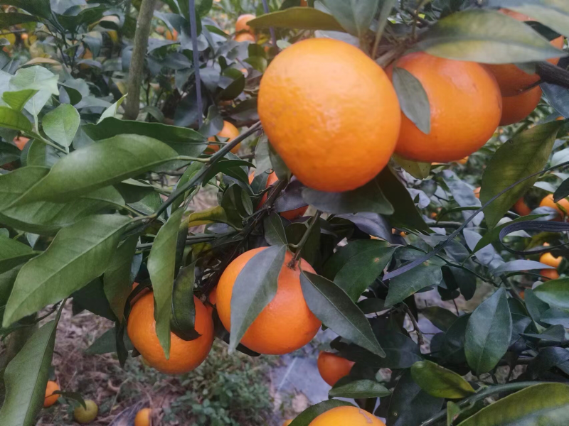 沃柑