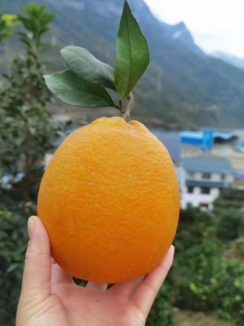 夏橙大量上市果农一手货源汁多味甜对接电商商超社区团购为主