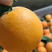 夏橙大量上市果农一手货源汁多味甜对接电商商超社区团购为主