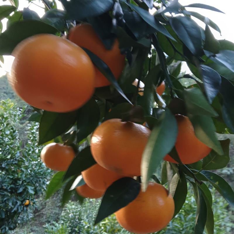沃柑