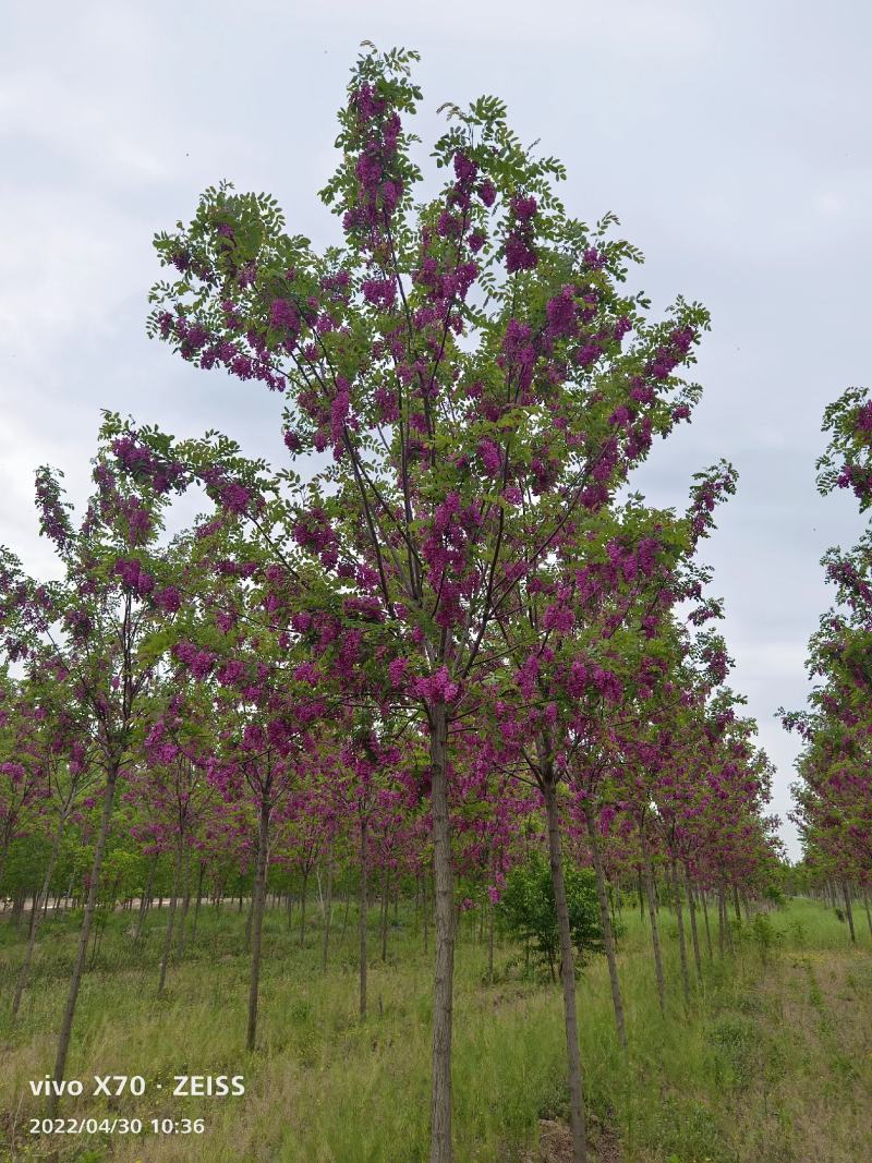 香花槐3米乘4米8~13cm8~15cm