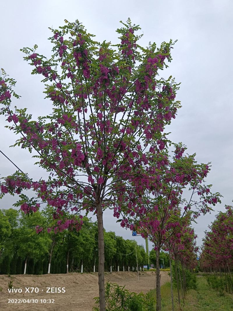 香花槐3米乘4米8~13cm8~15cm