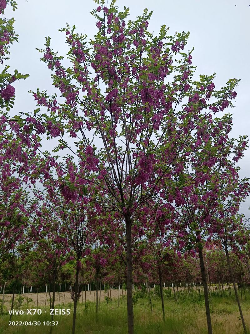 香花槐3米乘4米8~13cm8~15cm