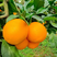 夏橙大量上市果农一手货源汁多味甜对接电商商超社区团购为主