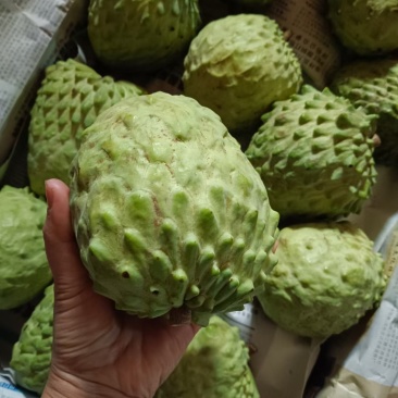 凤梨释迦果