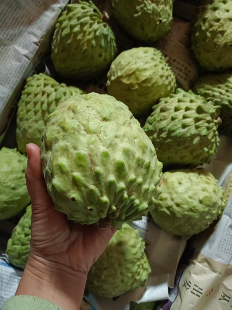凤梨释迦果
