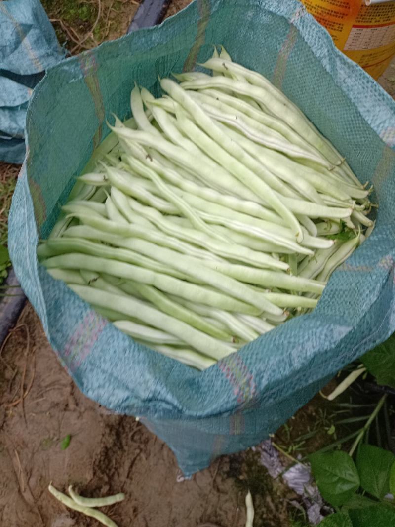 精品无筋豆
