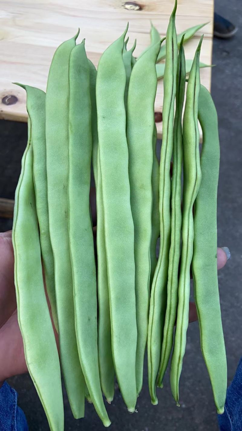精品无筋豆
