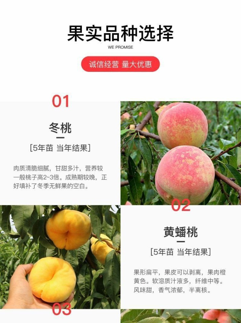 嫁接挑树苗新品种特大血盆栽矮化南方北方可种当年结果挑树苗