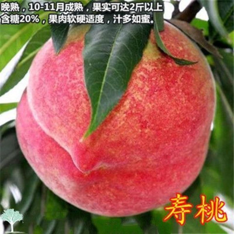 嫁接挑树苗新品种特大血盆栽矮化南方北方可种当年结果挑树苗