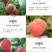 嫁接挑树苗新品种特大血盆栽矮化南方北方可种当年结果挑树苗