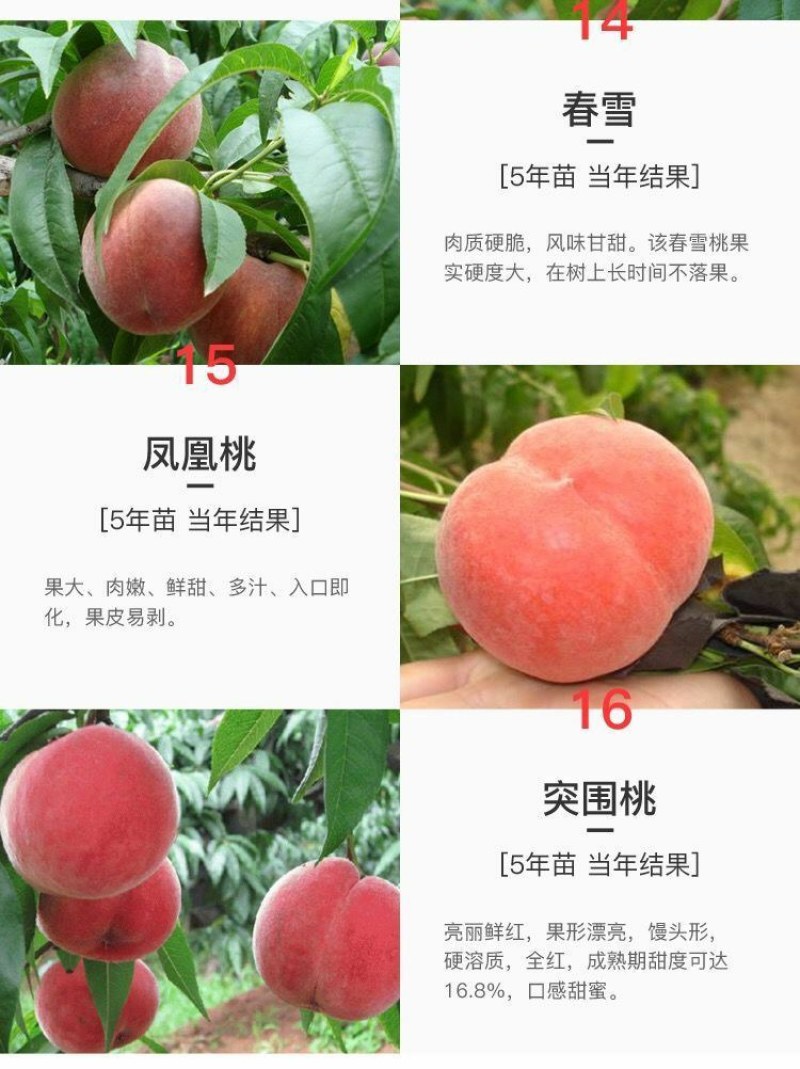 嫁接挑树苗新品种特大血盆栽矮化南方北方可种当年结果挑树苗