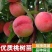 嫁接挑树苗新品种特大血盆栽矮化南方北方可种当年结果挑树苗