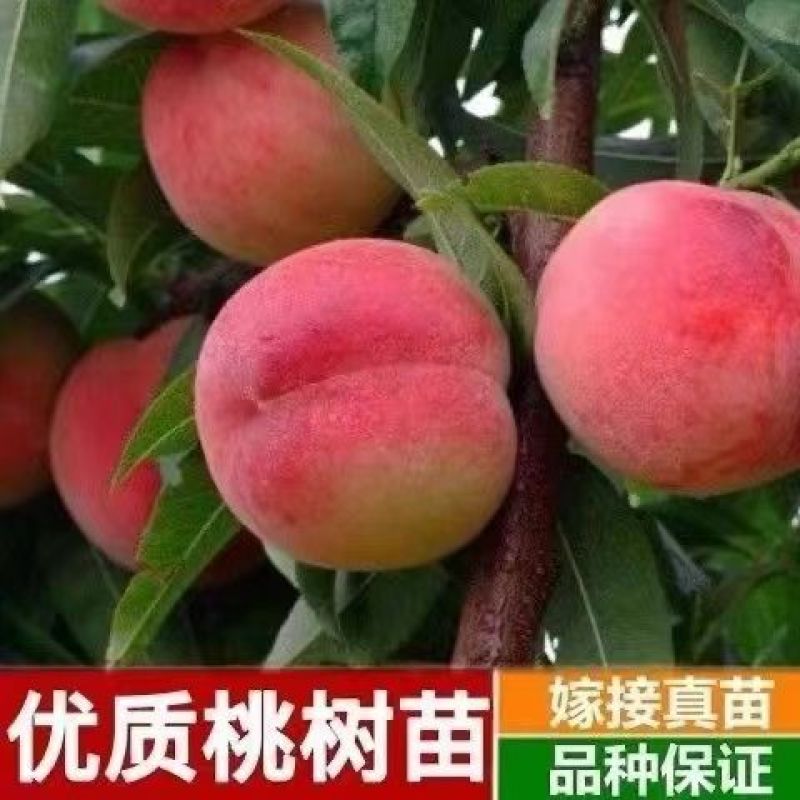 嫁接挑树苗新品种特大血盆栽矮化南方北方可种当年结果挑树苗