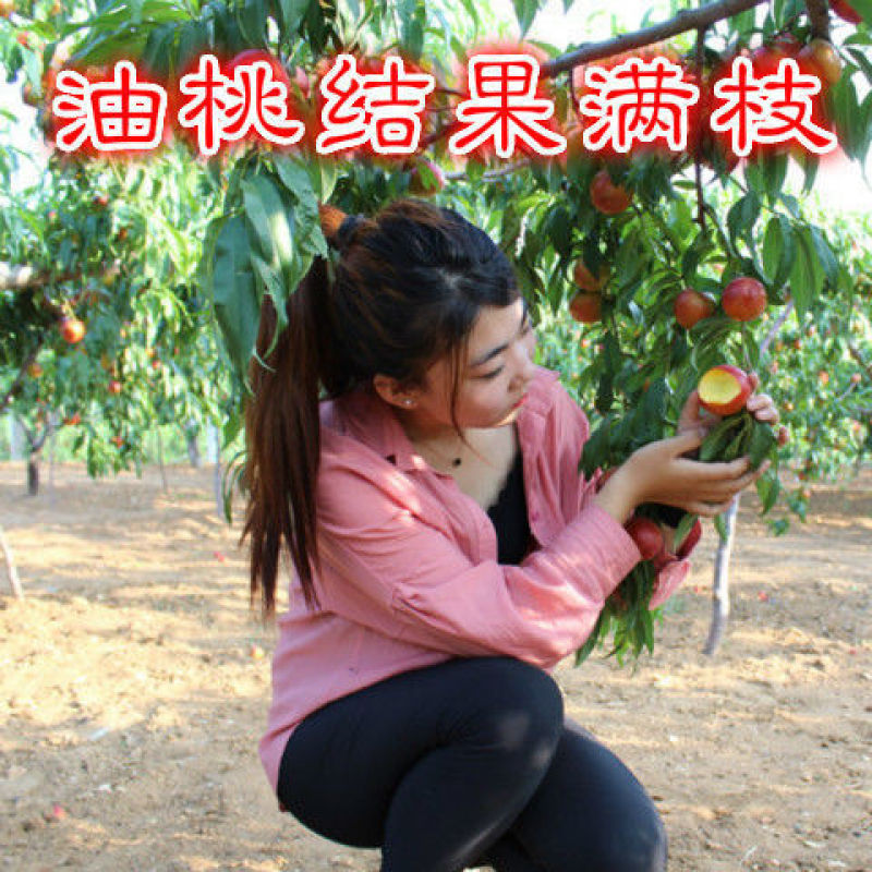 嫁接挑树苗新品种特大血盆栽矮化南方北方可种当年结果挑树苗