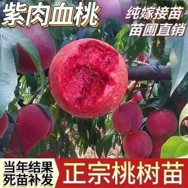 嫁接挑树苗新品种特大血盆栽矮化南方北方可种当年结果挑树苗