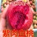 嫁接挑树苗新品种特大血盆栽矮化南方北方可种当年结果挑树苗