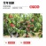 嫁接挑树苗新品种特大血盆栽矮化南方北方可种当年结果挑树苗