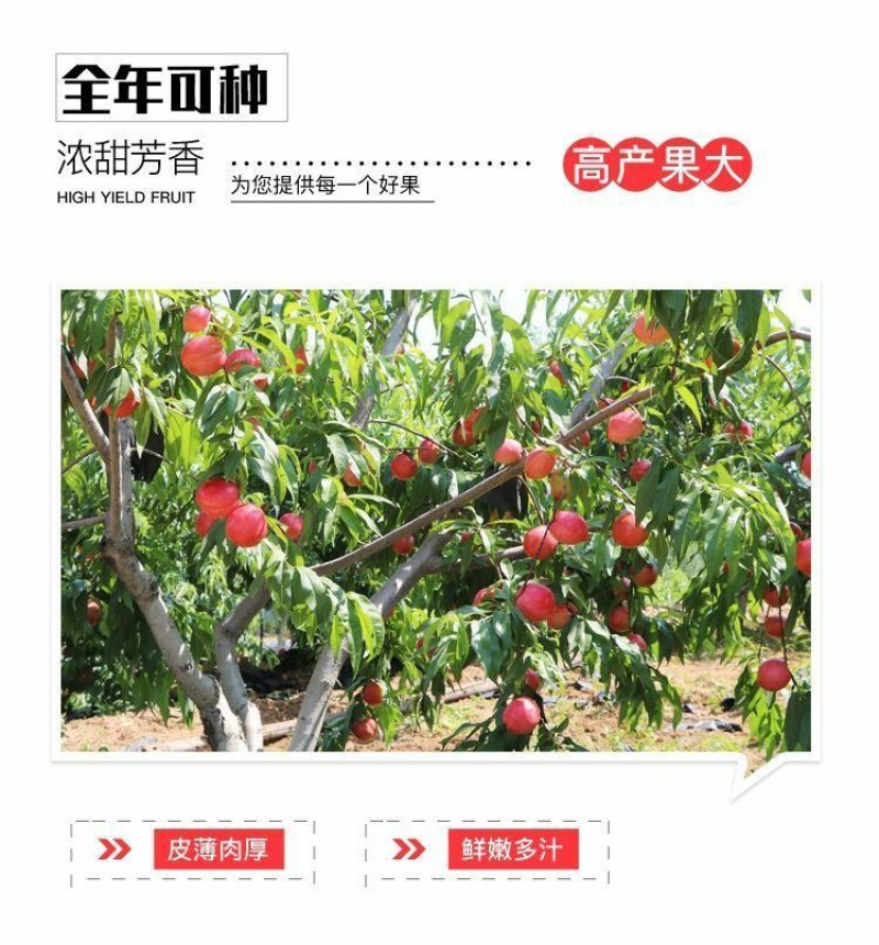 嫁接挑树苗新品种特大血盆栽矮化南方北方可种当年结果挑树苗