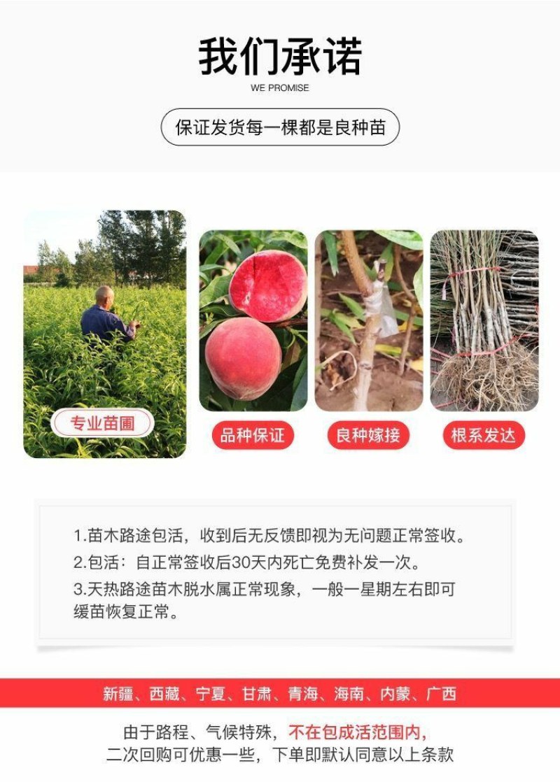 嫁接挑树苗新品种特大血盆栽矮化南方北方可种当年结果挑树苗