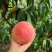 嫁接挑树苗新品种特大血盆栽矮化南方北方可种当年结果挑树苗