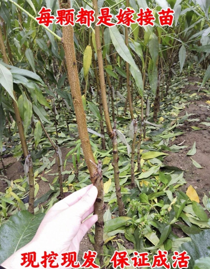 嫁接挑树苗新品种特大血盆栽矮化南方北方可种当年结果挑树苗