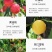嫁接挑树苗新品种特大血盆栽矮化南方北方可种当年结果挑树苗