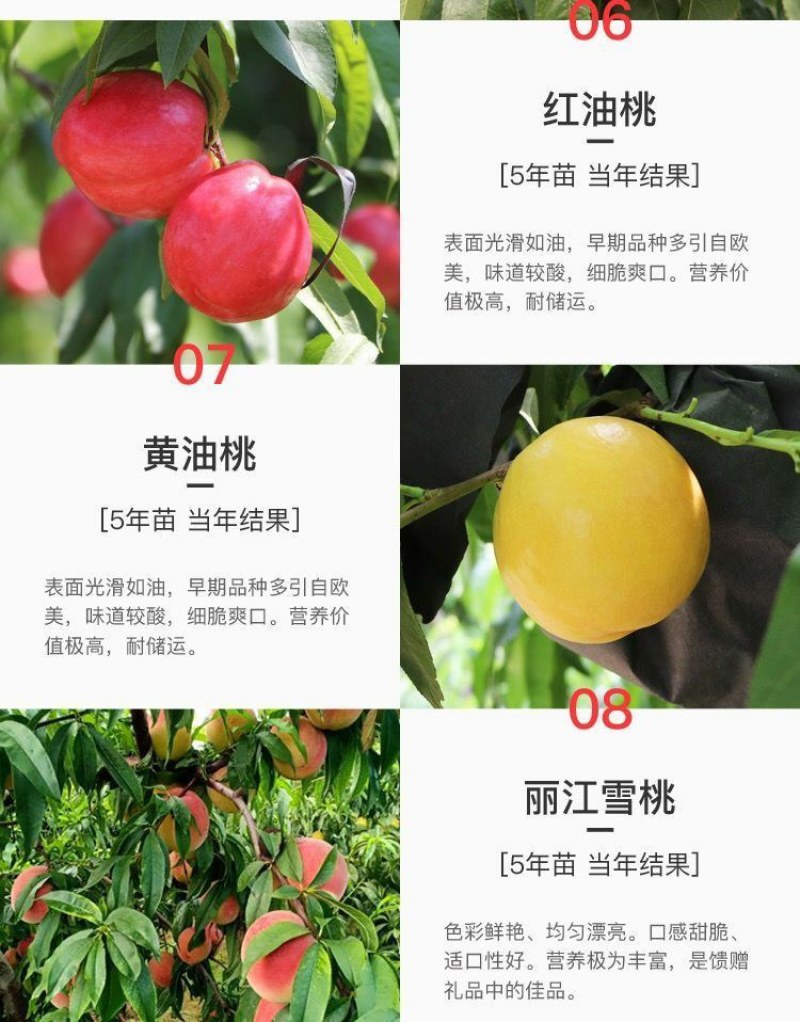 嫁接挑树苗新品种特大血盆栽矮化南方北方可种当年结果挑树苗