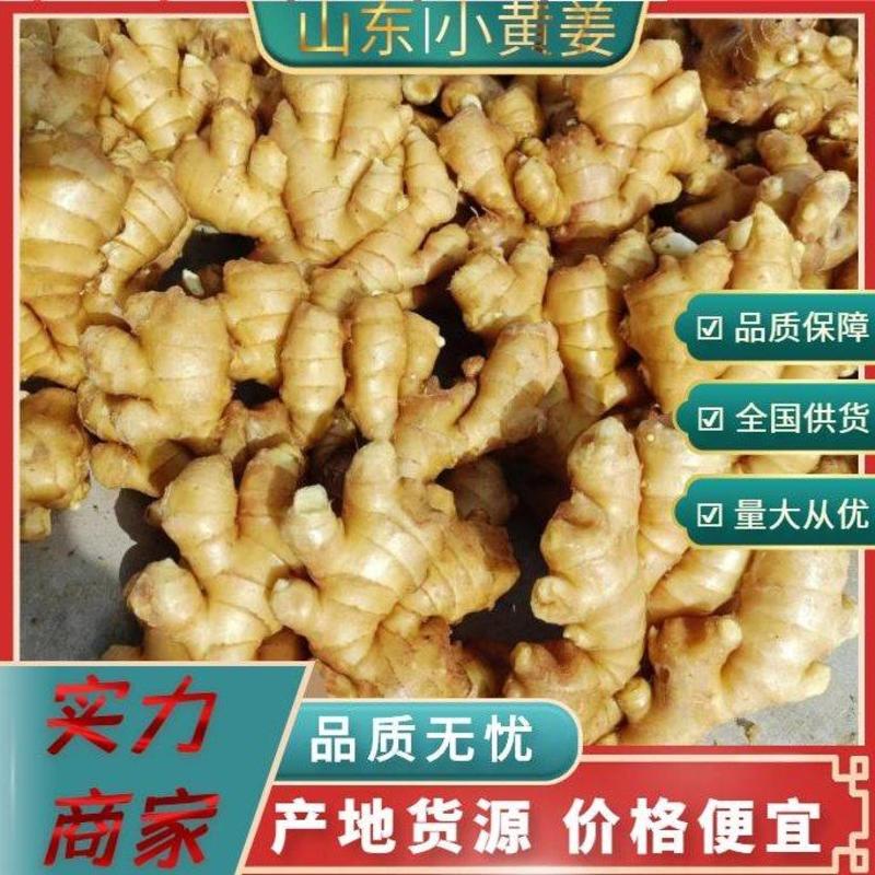 【优质小黄姜】山东生姜/老姜全国发货保证品质