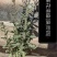 莲花清瘟(臭灵铛)