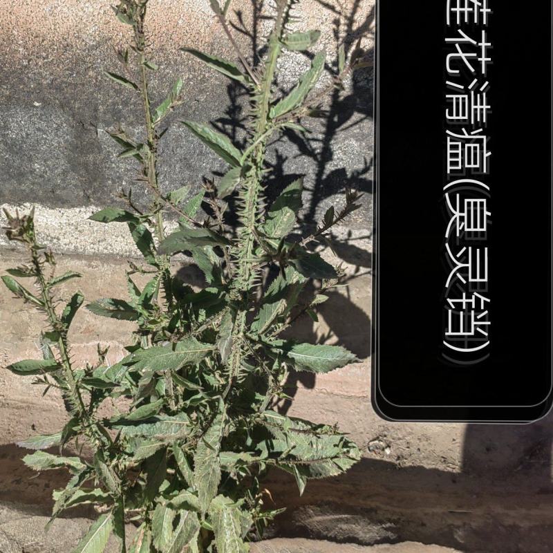 莲花清瘟(臭灵铛)