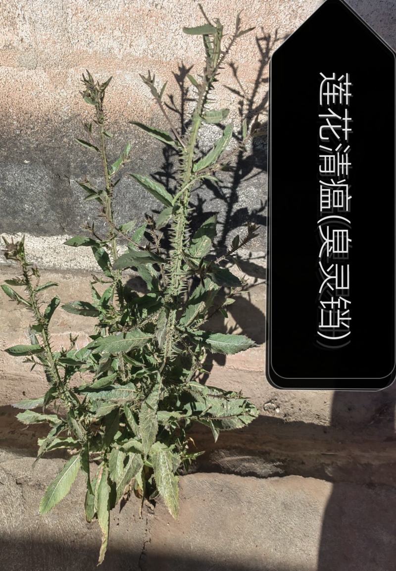 莲花清瘟(臭灵铛)