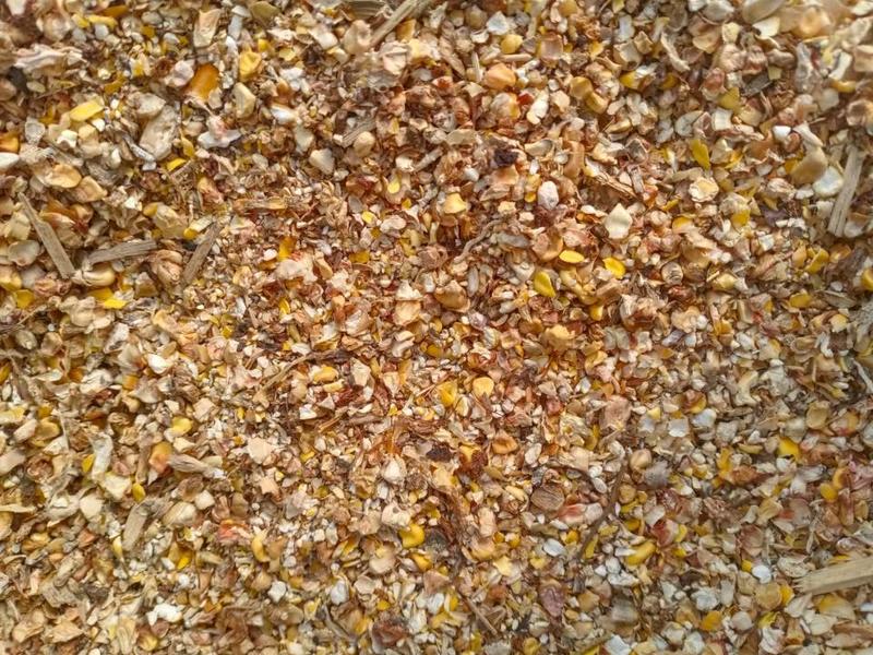 精品除尘碎玉米，无土无尘碎玉米鹅、鸭、牛羊饲料，支持验货