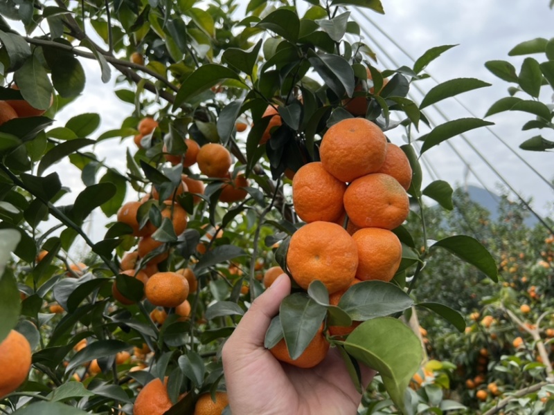 广西正宗砂糖橘百家果大量有货口感好甜度高一条龙服务