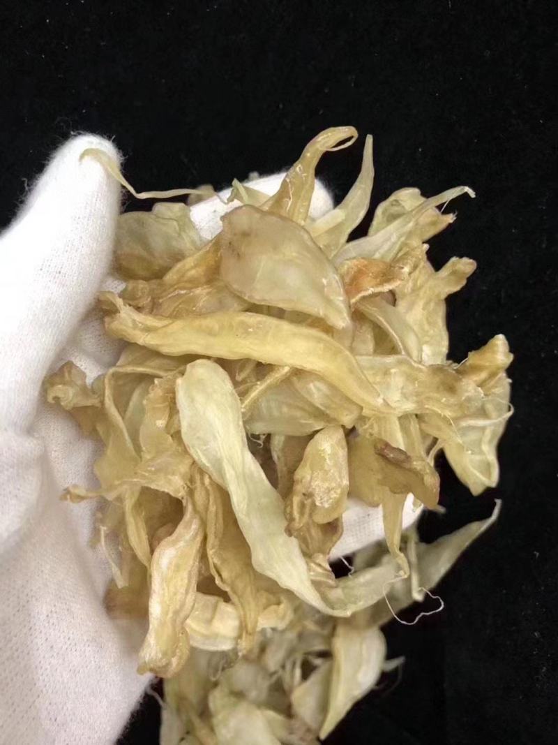 小缅甸黄花胶又称豆仁胶胶质非常好约1000头