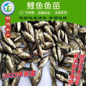 【2023新苗】鲤鱼苗红鲤鱼苗放生鱼供应大量批发
