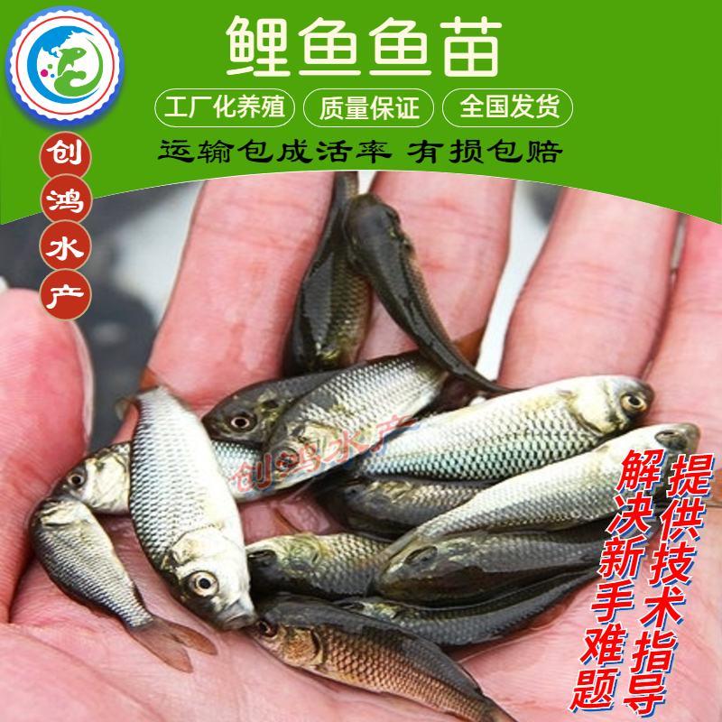【2023新苗】鲤鱼苗红鲤鱼苗放生鱼供应大量批发