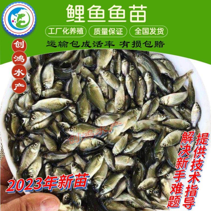 【2023新苗】优质鲤鱼苗鲤鱼水花放生鱼淡水鱼苗