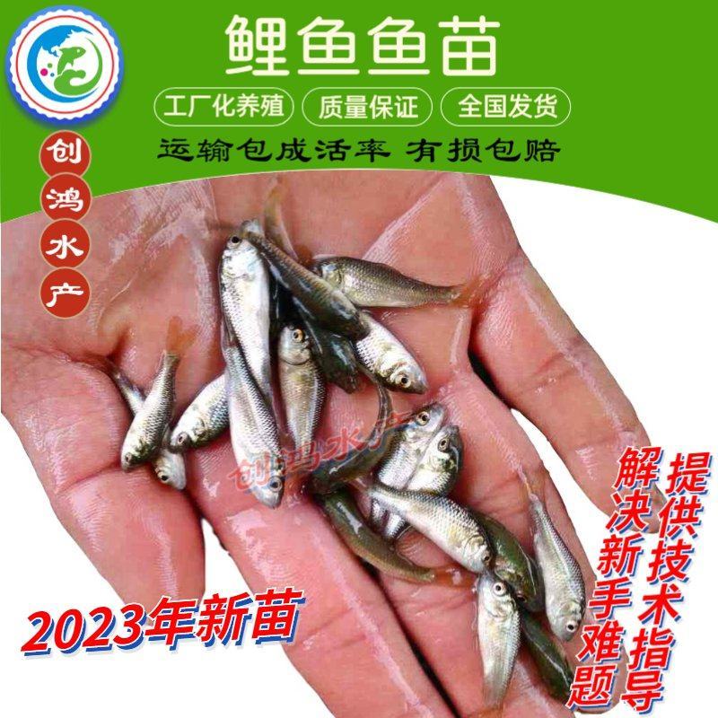【2023新苗】优质鲤鱼苗工程鲤鱼苗鲤鱼水花建鲤苗