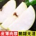 新疆库尔勒香梨，原产地直发！请相信我，不会让您后悔！