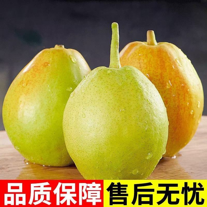 新疆库尔勒香梨，原产地直发！请相信我，不会让您后悔！