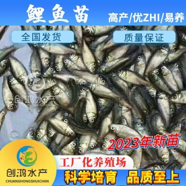 【2023新苗】优质鲤鱼苗鲤鱼水花放生鱼淡水鱼苗