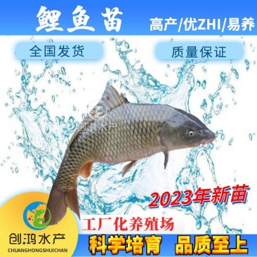 【2023新苗】优质鲤鱼苗工程鲤鱼苗鲤鱼水花建鲤苗