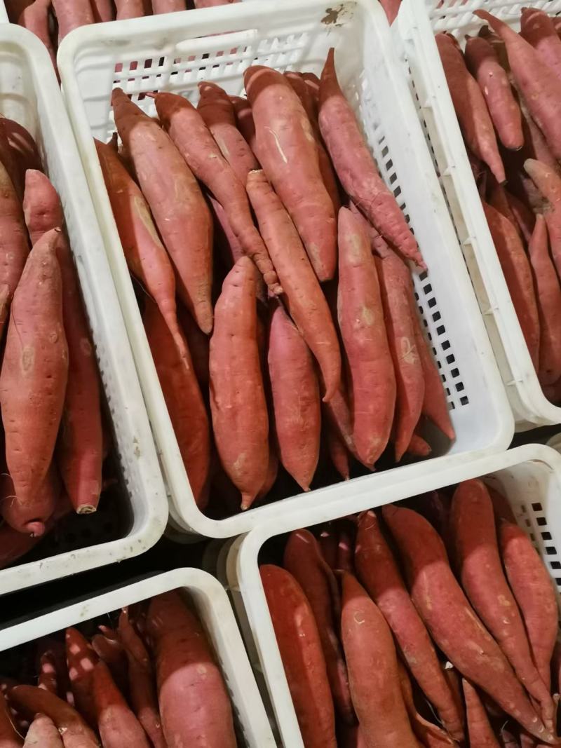 【红薯】河北饶阳精品西瓜红，保证质量，欢迎联系。