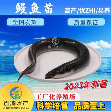 【2023新苗】鳗鱼苗白鳗苗日本鳗鱼苗出售白鳝苗