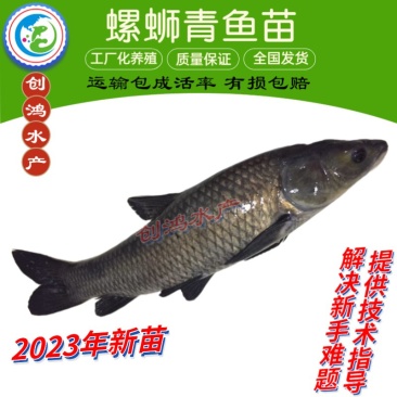 【2023新苗】青鱼鱼苗青鱼苗黑鲩鱼苗螺丝青鱼苗