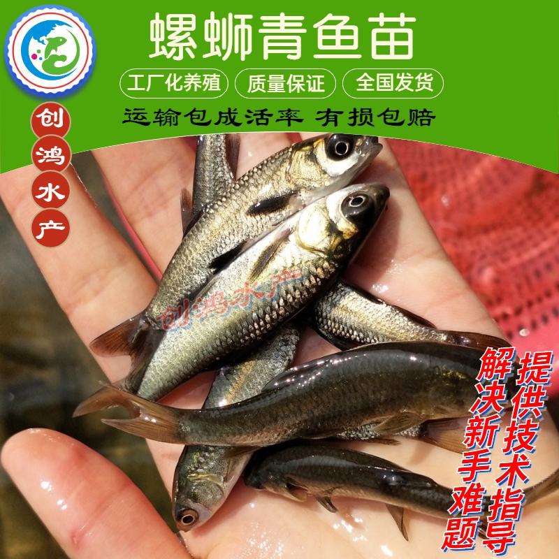 【2023新苗】青鱼鱼苗青鱼苗黑鲩鱼苗螺丝青鱼苗