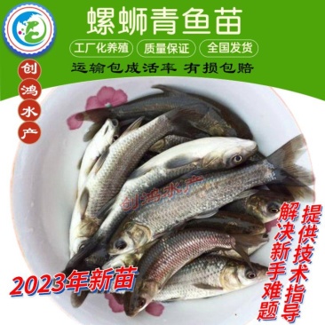 2023新苗大量供应优质青鱼苗螺丝青鱼苗黑鲩鱼苗