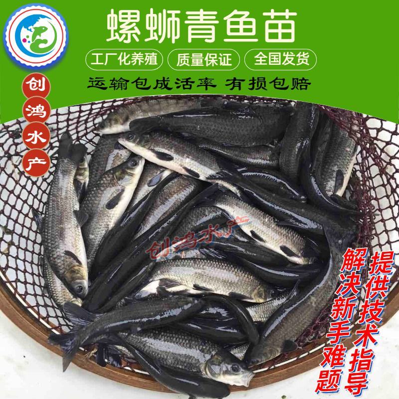 2023新苗大量供应优质青鱼苗螺丝青鱼苗黑鲩鱼苗