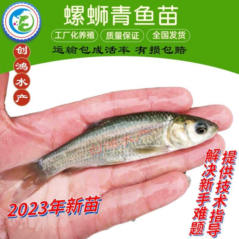 【2023新苗】优质青鱼苗螺丝青鱼苗黑鲩鱼苗